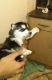 Siberian Husky Puppies for sale in Tallahassee, FL, USA. price: NA