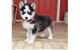 Siberian Husky Puppies for sale in Chestertown, NY 12817, USA. price: NA