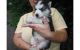 Siberian Husky Puppies for sale in Chestertown, NY 12817, USA. price: NA