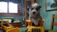 Siberian Husky Puppies for sale in Lansing, MI, USA. price: NA