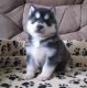Siberian Husky Puppies for sale in Frederick, MD, USA. price: NA
