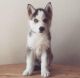 Siberian Husky Puppies for sale in Bradford, NH, USA. price: NA