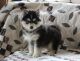 Siberian Husky Puppies for sale in Daly City, CA, USA. price: NA