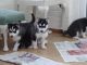 Siberian Husky Puppies for sale in Escondido, CA, USA. price: $550
