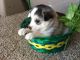 Siberian Husky Puppies for sale in Port St Lucie, FL, USA. price: $300