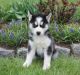 Siberian Husky Puppies for sale in Savannah, GA, USA. price: $400