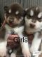 Siberian Husky Puppies for sale in Doddridge, Sulphur Township, AR 71826, USA. price: NA