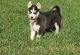 Siberian Husky Puppies for sale in L'Ancienne-Lorette, QC, Canada. price: NA