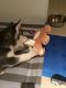 Siberian Husky Puppies for sale in South Bend, IN, USA. price: NA