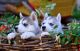 Siberian Husky Puppies for sale in Kansas City, KS, USA. price: NA