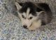 Siberian Husky Puppies for sale in Kansas City, KS, USA. price: NA