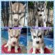 Siberian Husky Puppies for sale in Baliuag, 3006 Bulacan, Philippines. price: 15000 PHP