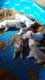 Siberian Husky Puppies for sale in Paragould, AR 72450, USA. price: NA