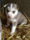 Siberian Husky Puppies for sale in Boulder, CO, USA. price: $300