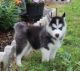 Siberian Husky Puppies for sale in Accomac, VA 23301, USA. price: NA