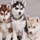 Siberian Husky Puppies for sale in Ashburn, VA, USA. price: $600