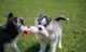 Siberian Husky Puppies for sale in Floral Park, NY 11001, USA. price: NA