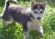 Siberian Husky Puppies for sale in Dayton, OH, USA. price: NA