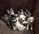 Siberian Husky Puppies for sale in Alexander City, AL, USA. price: NA