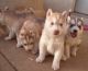 Siberian Husky Puppies for sale in Dayton, OH, USA. price: $400