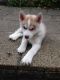 Siberian Husky Puppies for sale in Yonkers, NY, USA. price: NA