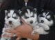 Siberian Husky Puppies for sale in Waco, TX, USA. price: NA