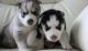 Siberian Husky Puppies for sale in Mobile, AL, USA. price: NA