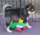 Siberian Husky Puppies for sale in Greensboro, NC, USA. price: NA