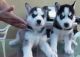 Siberian Husky Puppies for sale in Greensboro, NC, USA. price: NA