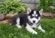 Siberian Husky Puppies for sale in Thornton, CO, USA. price: NA
