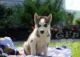 Siberian Husky Puppies for sale in Califon, NJ 07830, USA. price: NA
