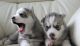 Siberian Husky Puppies for sale in Arlington, VA, USA. price: NA