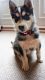 Siberian Husky Puppies for sale in Charleston, AR 72933, USA. price: NA