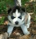 Siberian Husky Puppies for sale in Richmond, CA, USA. price: NA
