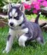 Siberian Husky Puppies for sale in Columbia, MO, USA. price: NA