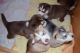 Siberian Husky Puppies for sale in London, UK. price: 250 GBP