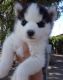 Siberian Husky Puppies for sale in Garland, TX, USA. price: NA