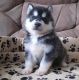 Siberian Husky Puppies for sale in Laredo, TX, USA. price: NA