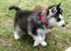 Siberian Husky Puppies for sale in Baton Rouge, LA, USA. price: NA