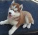 Siberian Husky Puppies for sale in Spreckels, CA 93908, USA. price: NA