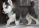 Siberian Husky Puppies for sale in Bay City, OR 97107, USA. price: NA