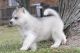 Siberian Husky Puppies for sale in Lubbock, TX, USA. price: NA