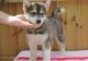 Siberian Husky Puppies for sale in Lynn, MA, USA. price: NA