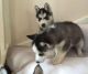 Siberian Husky Puppies for sale in East Lansing, MI, USA. price: $500