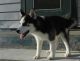 Siberian Husky Puppies for sale in Alexander, ME 04694, USA. price: NA
