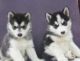 Siberian Husky Puppies for sale in Hampton, VA, USA. price: NA