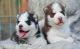 Siberian Husky Puppies for sale in Arlington, VA, USA. price: NA