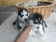 Siberian Husky Puppies for sale in Anaheim, CA, USA. price: NA