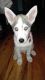 Siberian Husky Puppies for sale in Greenfield, TN 38230, USA. price: NA