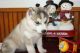 Siberian Husky Puppies for sale in Chattanooga, TN, USA. price: NA